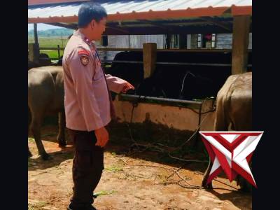 Pers Polsek Jejawi cek ketahanan Pangan perkarangan ternak Sapi di Desa Tanjung Aur OKI