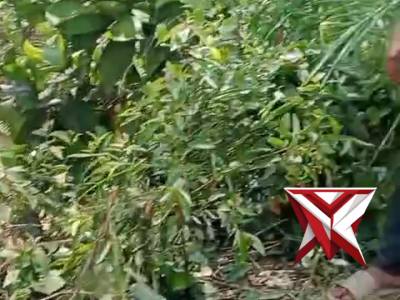 Pengangkutan mobil laka - PoliceTube