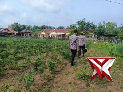 Ketahanan pangan Polsek Pampangan polres OKI