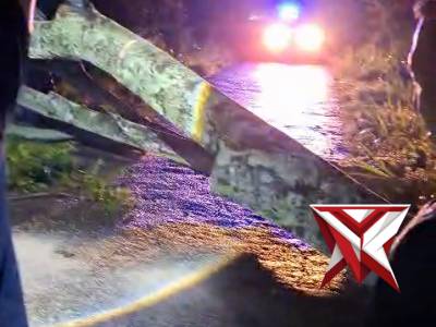 Evakuasi pohon tumbang