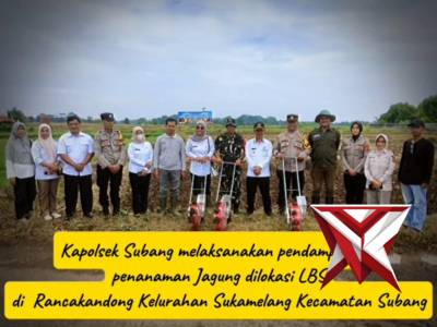 Polsek Subang polres subang melaksanakan pendampingan Penanaman Jagung dilokasi bekas sawah