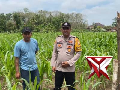 BHABINKAMTIBMAS POLSEK BELITANG II CEK KETAHANAN PANGAN JAGUNG