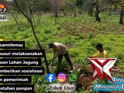 Bhabinkamtibmas polsek kisar tinjau lahan jagung warga dan berikan himbauan tentang ketahanan pangan