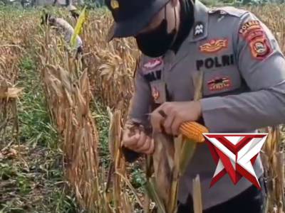 Jagung Pipilan Jadi Fokus, Polsek Teluk Gelam Dukung Ketahanan Pangan - PoliceTube