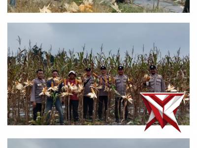 GIAT PANEN RAYA JAGUNG KWARTAL II DI DESA BATU BETUMPANG PULAU BESAR
