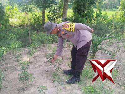 Bhabinkamtibmas Polsek Jejawi Patroli cek kebun cabe milik warga di Desa Lubuk Ketepeng Kec.Jejawi