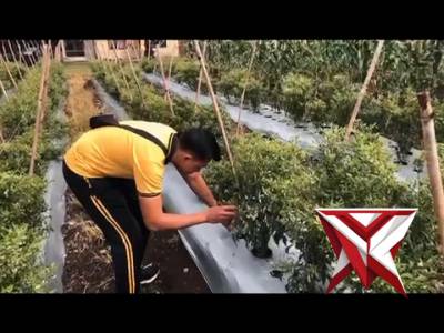 Kurve lahan P2L Polsek Pondok Suguh