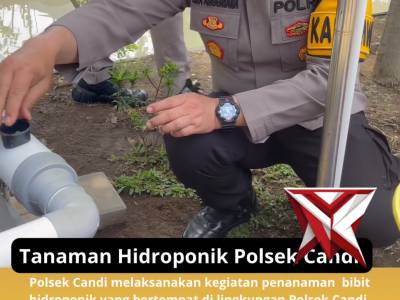 Tanaman Hidroponik Polsek Candi