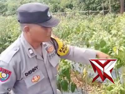 Polsek Pampangan Sukses Panen Cabai Burung, Wujud Ketahanan Pangan Lokal