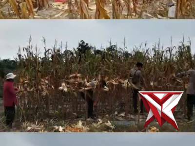 GIAT PANEN RAYA JAGUNG KWARTAL II DI DESA BATU BETUMPANG PULAU BESAR