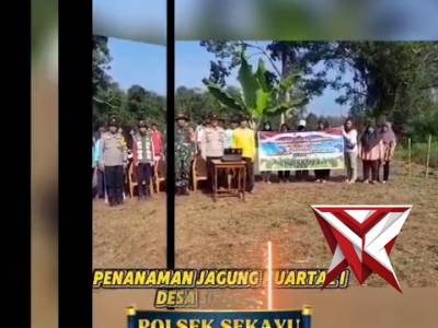 Penanaman Jagung Kuartal I tahun 2026 Polsek Sekayu