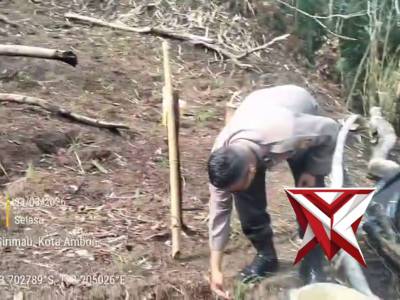 Penanaman Bibit Jagung di Lokasi Ahuru.