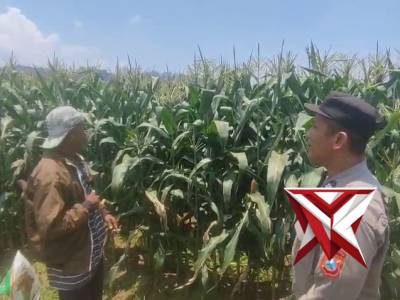 Ketahanan pangan desa madiredo