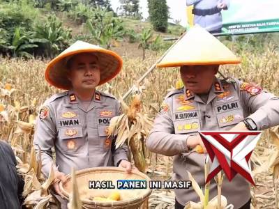 Panen raya jagung serentak di Anyer