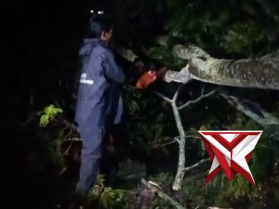 Quick respon pohon tumbang