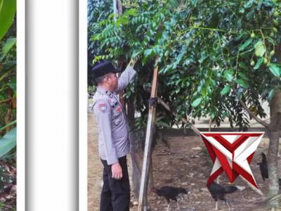 Personel Polsek Jejawi Cek ketahanan pangan kebun Pisang milik warga Desa Karang Agung Kec.Jejawi Ka