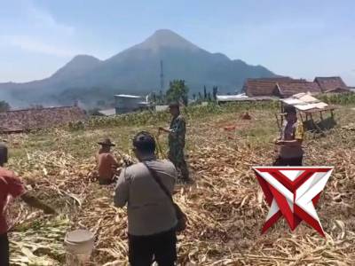 Bhabin & babinsa panen jagung bersama warga desa ketapanrame mendukung program ketahanan pangan