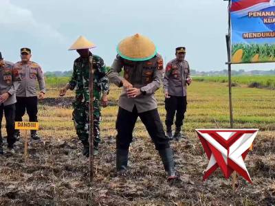 Penanaman Jagung Serentak Kuartal I