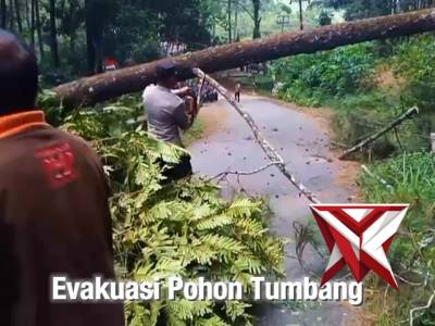 Polsek Ngrayun Evakuasi Pohon Tumbang yang menghalangi jalan raya Ponorogo - Ngrayun.