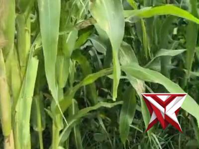 KETAHANAN PANGAN - PoliceTube