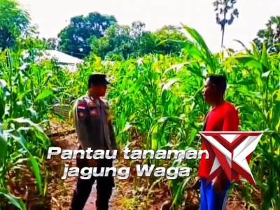 Bhabinkamtibmas polsek kisar memantau lahan jagung warga untuk mendukung program ketahanan pangan