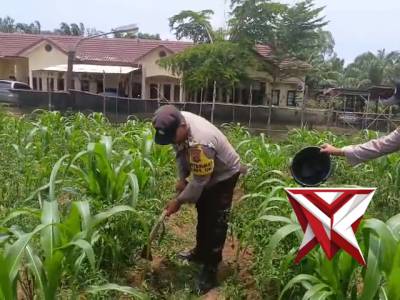 Ketahanan pangan Polsek Pampangan Oki