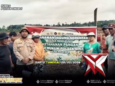 penanaman jagung serentak kuartal 1 oleh polsek sinaboi