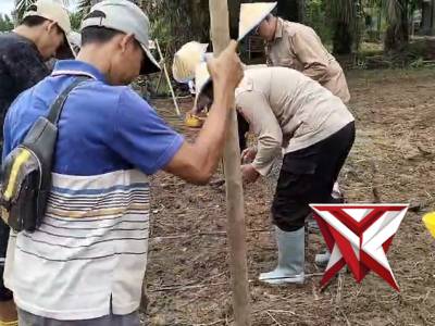 Penanaman Jagung kuartal 1 Tahun 2026  di lahan PT. Lonsum Riam Indah Estate Desa Mandi Angin