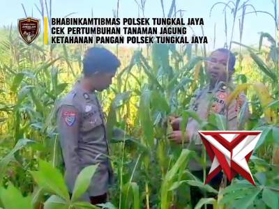 7. Bhabinkamtibmas cek tanaman jagung