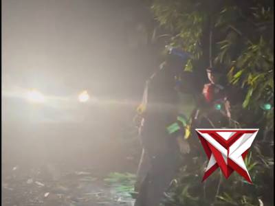 Pembersihan pohon tumbang