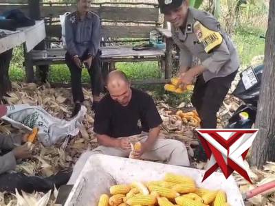 Bhabinkamtibmas membantu warga pengelobotan jagung pipil