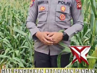 GIAT PENANAMAN JAGUNG POLSEK BP PELIUNG