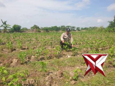 Bhabin Polsek Jejawi cek ketahanan pangan kebun caber milik warga Ds. Danau Ceper Kec.Jejawi OKI