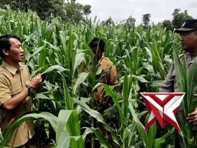 Bhabinkamtibmas Polsek Sine bersama Balai Penyuluhan Pertanian (BPP) Kecamatan Sine - PoliceTube