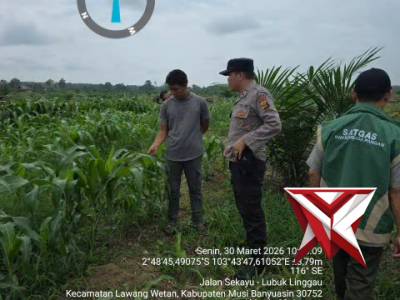 Pengecekan lahan jagung