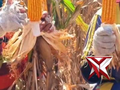 panen jangung polsek muara beliti - PoliceTube