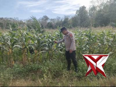 Polsek Mesuji Makmur