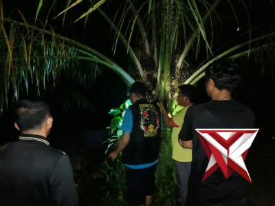 Polsek Suker buru Ninja Sawit.