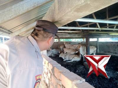 Bhabin Polsek Jejawi patroli cek ketahanan pangan ternak Sapi milik warga di Desa Lingkis Kec Jejawi