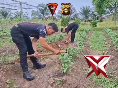 Personel Kompi 2 Batalyon C Pelopor Satbrimob Polda Sumsel Melaksanakan Giat Perawatan Lahan P2L