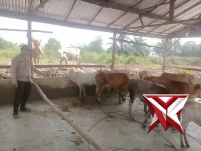 Bhabin Polsek Jejawi ke Desa Binaan & cek ketahanan pangan ternak Sapi milik warga Ds.Talang Cempeda - PoliceTube