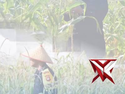 Satbrimob Polda Kalbar melaksanakan kegiatan panen jagung yang ditanam memanfaatkan lahan tidur - PoliceTube