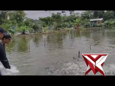 Sambang cek ketahanan pangan tambak ikan patin milik warga Desa Jejawi OKI - PoliceTube