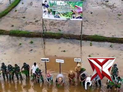 Penanaman Padi Serentak di Kec. Batang-Batang