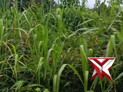 &ldquo;Sinergi Program Belida, Jalan Lingkungan Dibersihkan Bersama&rdquo;