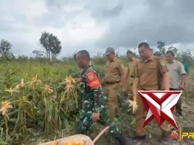 PANEN JAGUNG DALAM PROGRAM KETAHANAN PANGAN OLEH PRESIDEN REPUBLIK INDONESIA