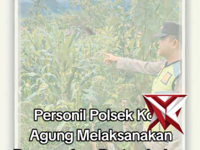 Polsek kota agung cek tanaman jagung