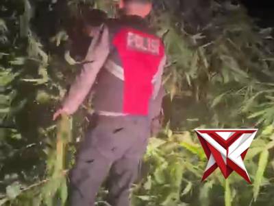 Giat anggota polres Mura, membersihkan pohon tumbang d jalan..C6