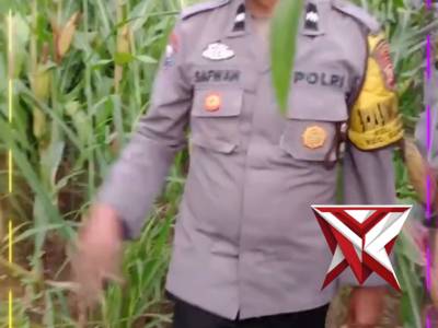*Bhabinkamtibmas Kelurahan Semarang Dampingi Petani, Jagung Siap Panen Mei 2026*