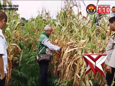 BHABINKAMTIBMAS MELAKSANAKAN GIAT PENGECEKAN LAHAN KETAHANAN PANGAN DI DESA KARANGAN - PoliceTube